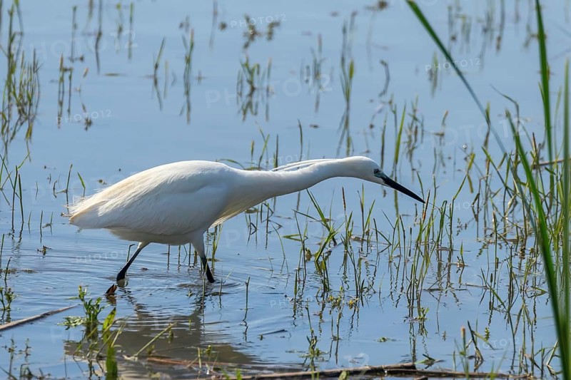 Little Egret Hunting (Egretta garzetta) White Little Egret