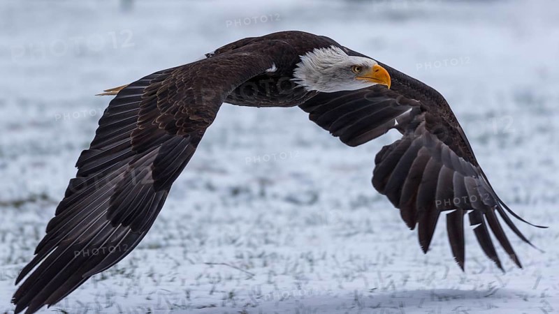 Side view of a bald eagle flying low over a snow-covered meadow