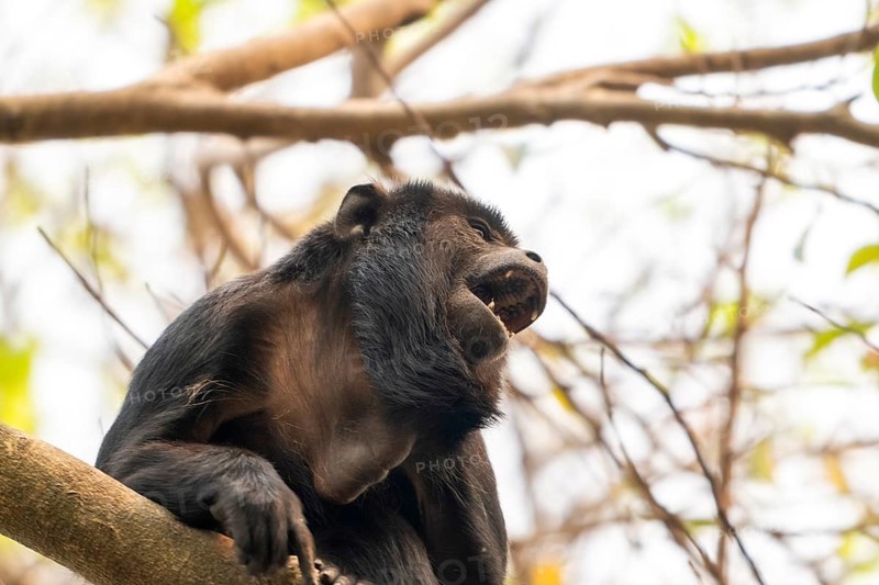Black howler (Alouatta), Pantanal, inland, wetland, UNESCO Biosphere Reserve, World Heritage Site, wetland biotope, Mato Grosso, Brazil, South America