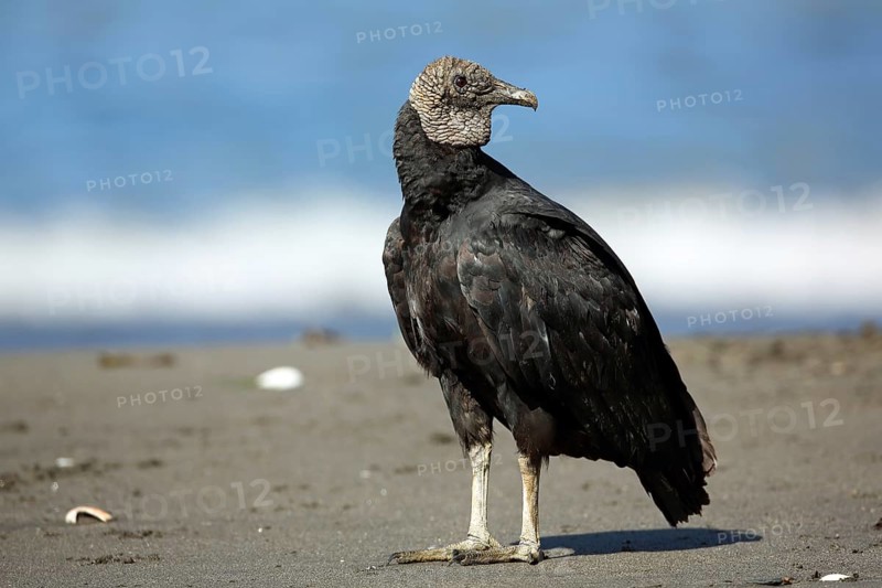 Raven Vulture, Coragyps atratus, Chile, South America