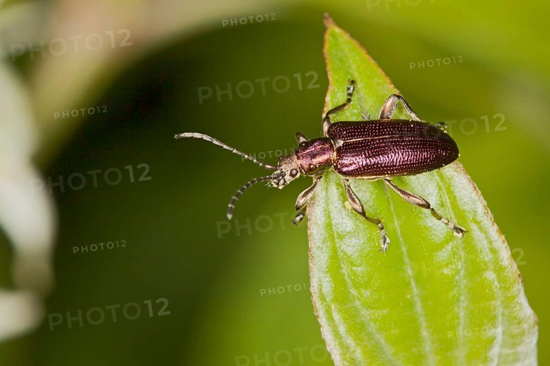 Donacia obscura, leaf beetle