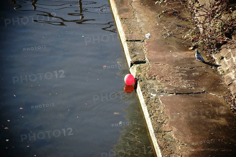 A pigeon stands and a red balloon floats on the bank of a river