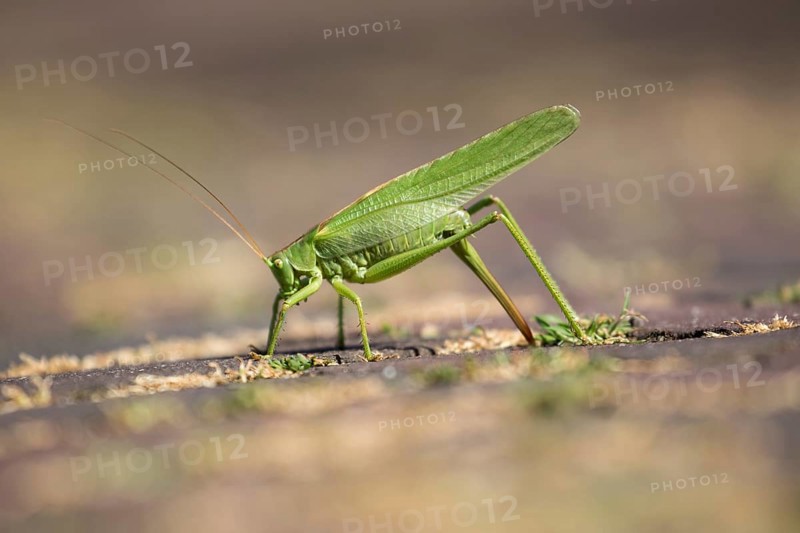 A large grasshopper laying eggs