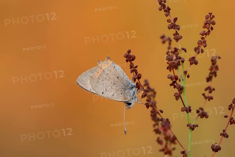 Small copper (Lycaena phlaeas)
