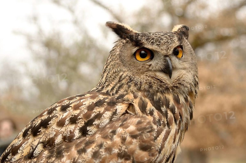 Portrait of a great horned Owl Bubo viriginianus
