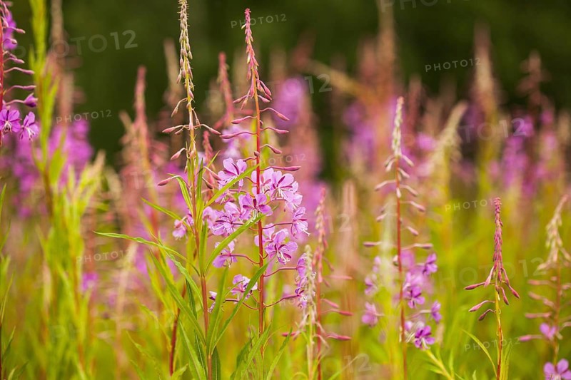 Sally-bloom at the forest edge close up. Lat. Chamerion angustifolium