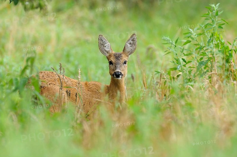 Roe deer in summer, Capreolus capreolus, Germany, Germany, Europe