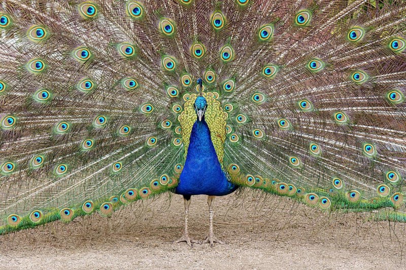 Peacock, male, Pavo Scalloped ribbonfish, mating, Oranienbaum, Wörlitz, Saxony-Anhalt, Germany, Europe