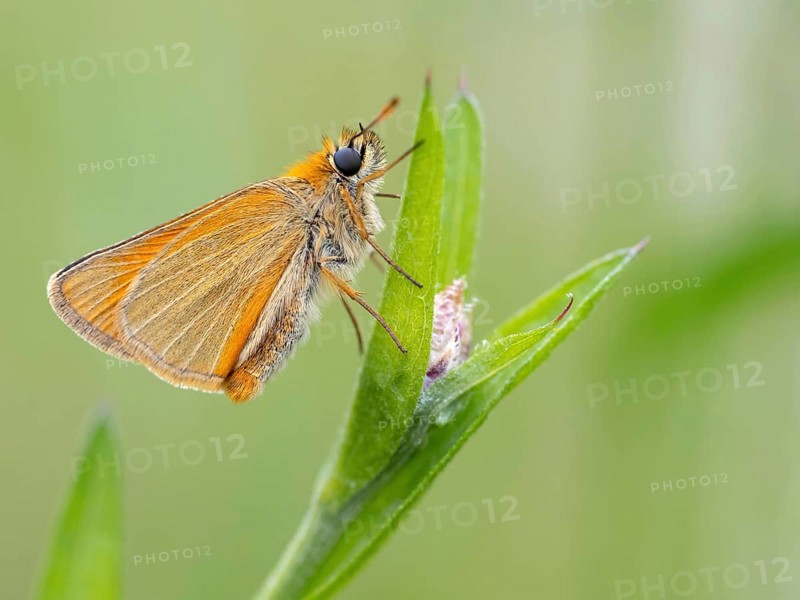 Small Skipper, Ochre Yellow Small Skipper, (Thymelicus sylvestris), butterfly, moth, insect, macro, Black Forest, Feldberg region, Baden-Württemberg, Federal Republic of Germany
