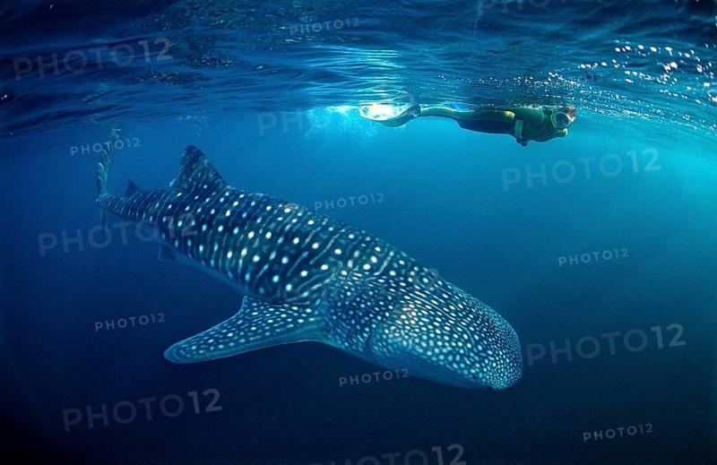 Whale shark and snorkeller, Rhincodon thypus, Palau, Micronesia, Indian Ocean, Oceania
