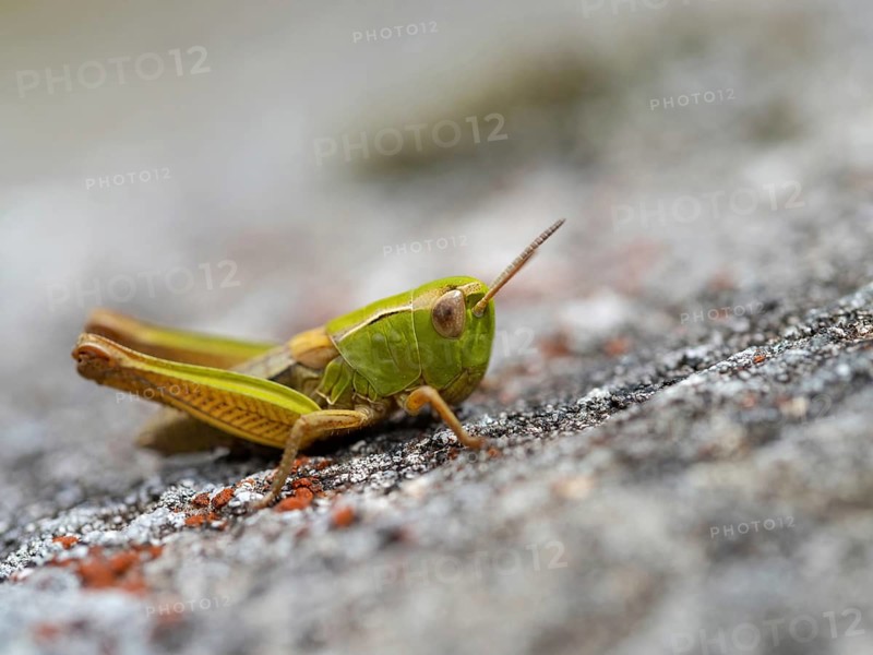 Heath grasshopper, (Stenobothrus lineatus), large heath grasshopper, insects, grasshopper, short-footed grasshopper, insect, family of field grasshoppers, Black Forest, Feldberg region, Baden-Württemberg, Germany, Europe