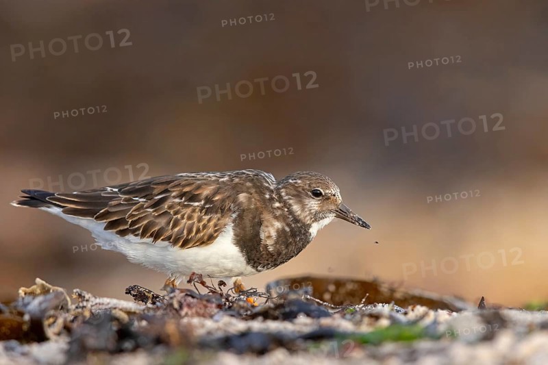 Turnstone, (Arenaria interpres), Animals, Birds, Snipe family, Heligoland, Schleswig-Holstein, Germany, Europe