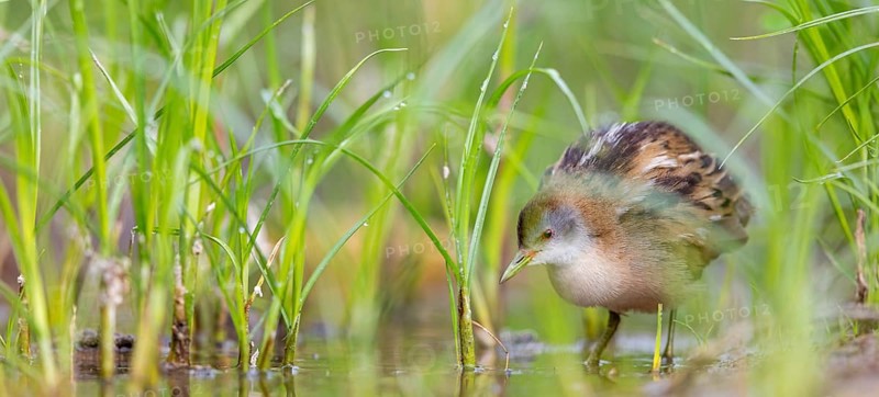 Little Crake, Little Crake, Small Crake, (Porzana parva), biotope, habitat, foraging, family of rails, waterfowl, waterbirds Lesvos, Greece, Europe