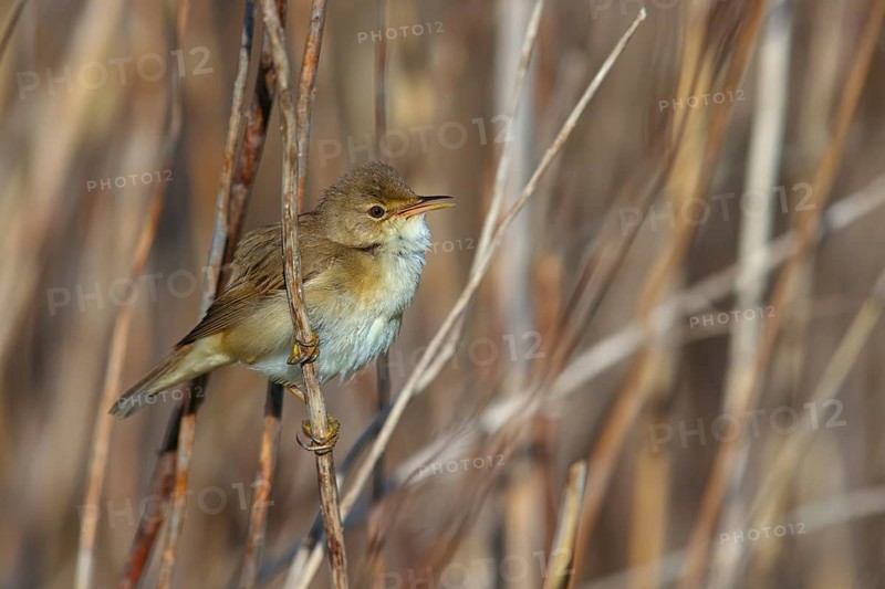 Reed Warbler, subspecies scirpaceus, (Acrocephalus scirpaceus scirpaceus), (Acrocephalus scirpaceus), animals, birds, songbirds, Hockenheim, Baden-Württemberg, Federal Republic of Germany