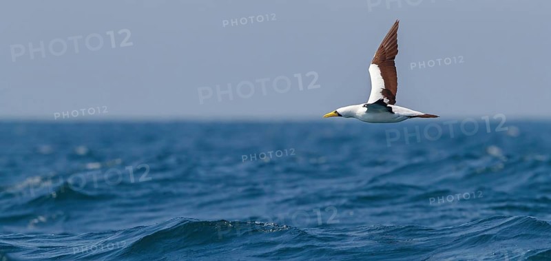 Masked booby, (Sula dactylatra), flies over the sea, flight photo, animals, birds, family of boobies, Off Mirbat, Salalah, Dhofar, Oman, Asia