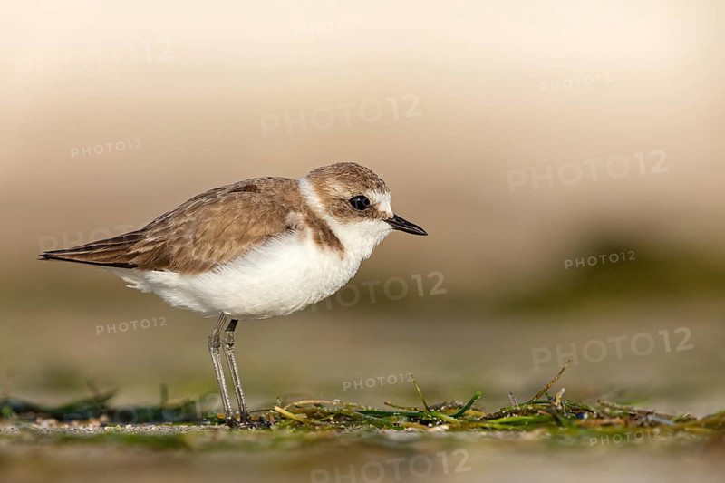 Animals, birds, plover, Kentish plover, (Charadrius alexandrinus), biotope, habitat, foraging, Barr Al Hikman, Shannah, Ash Sharqiyah South, Oman, Asia
