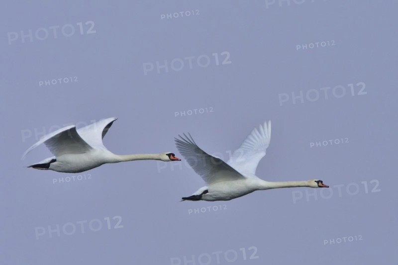 Mute swans in flight