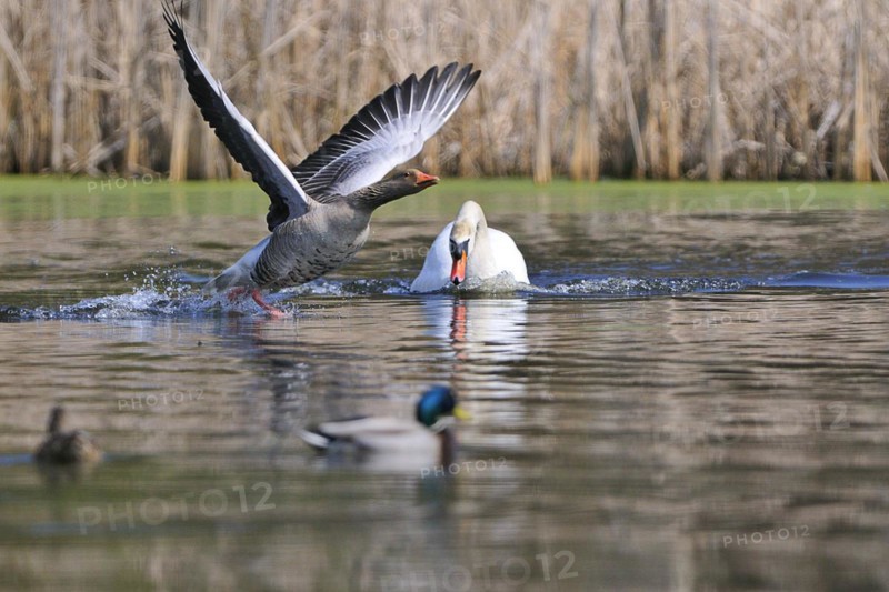 Mute Swan and Greylag Goose during the mating season