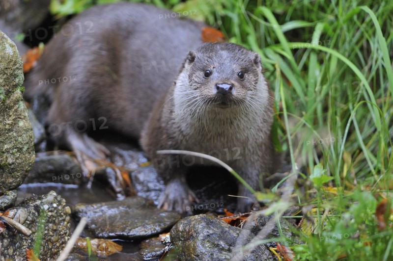 European otter, European otter (Lutra lutra)