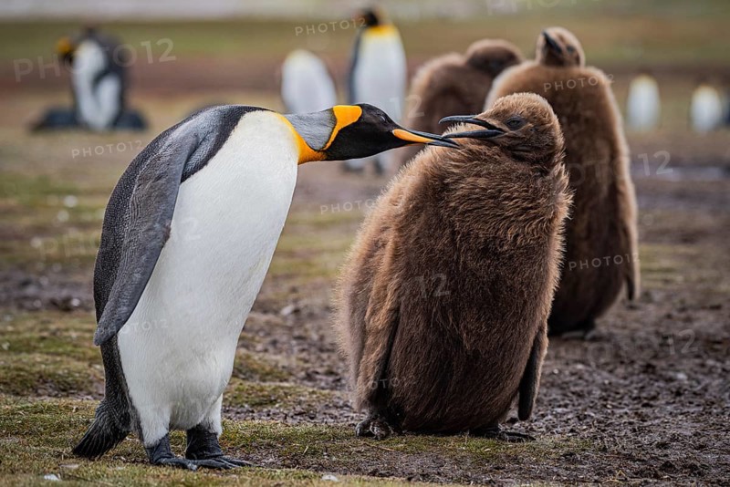 King penguins (Aptenodytes patagonicus), juvenile begging for food, Volunteer Point, Falkland Islands, Great Britain, South Atlantic, South America
