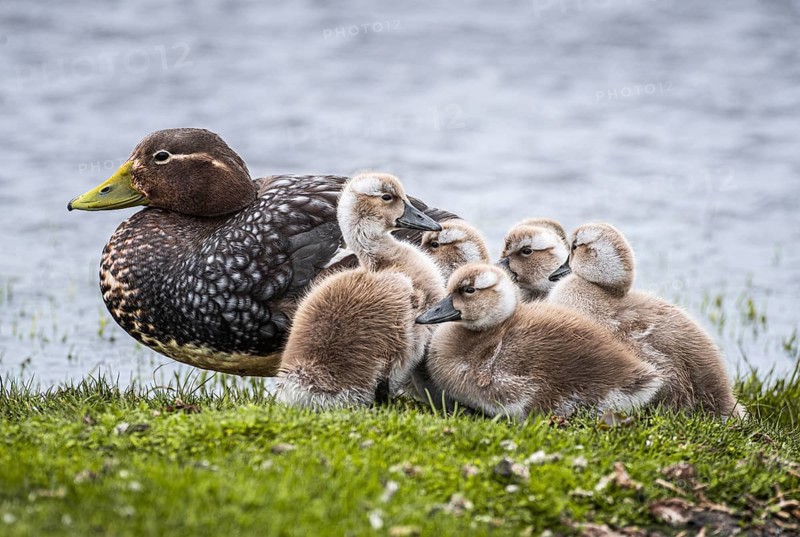 Falkland Steamer Duck (Tachyeres brachydactyla), female with chicks, Bleaker Island, Falkland Islands, Great Britain, South Atlantic, South America