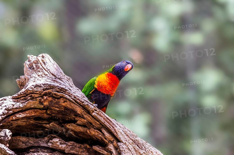 Lori parrot - small, brightly colored in all colors of the rainbow, woody parrot. Parrot sits on a stump. The concept of exotic and ecological tourism