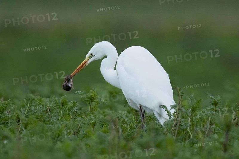 Great egret with mouse in beak standing in green meadow looking left