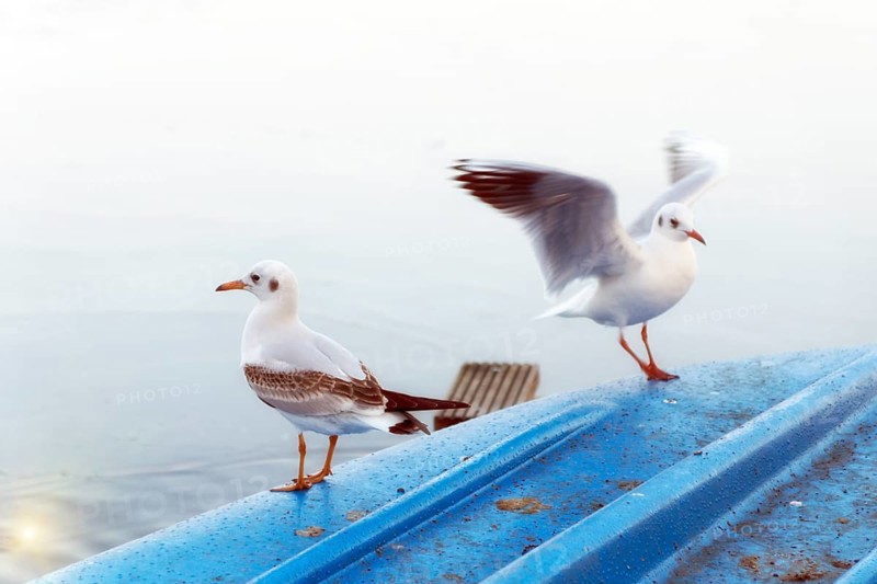 Seagulls land on a blue boat