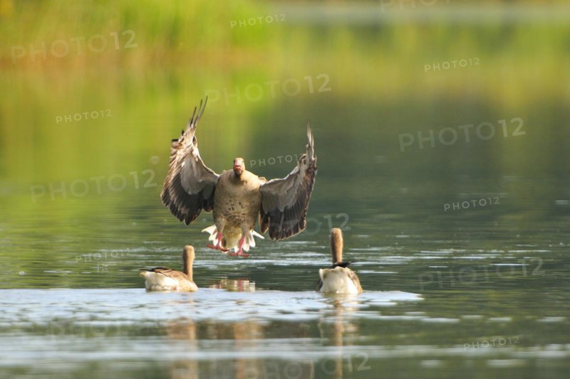Graugaense, Anser anser, Greylag goose