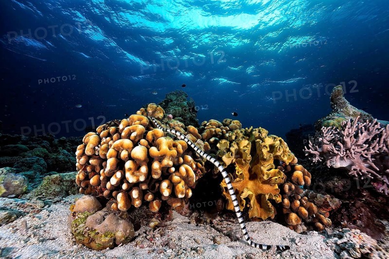 A picture of a marine snake in the coral reef