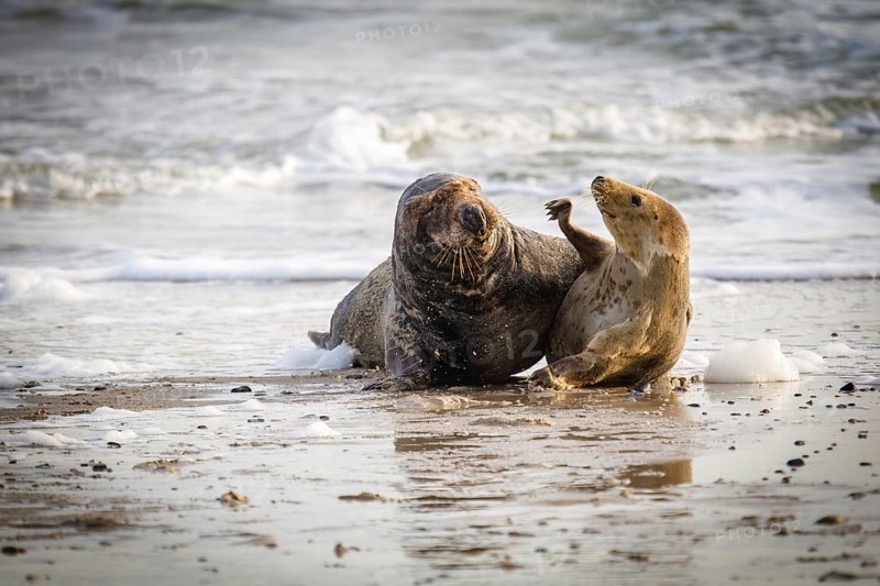 Grey seals (Halichoerus grypus) on Heligoland, Germany, Europe