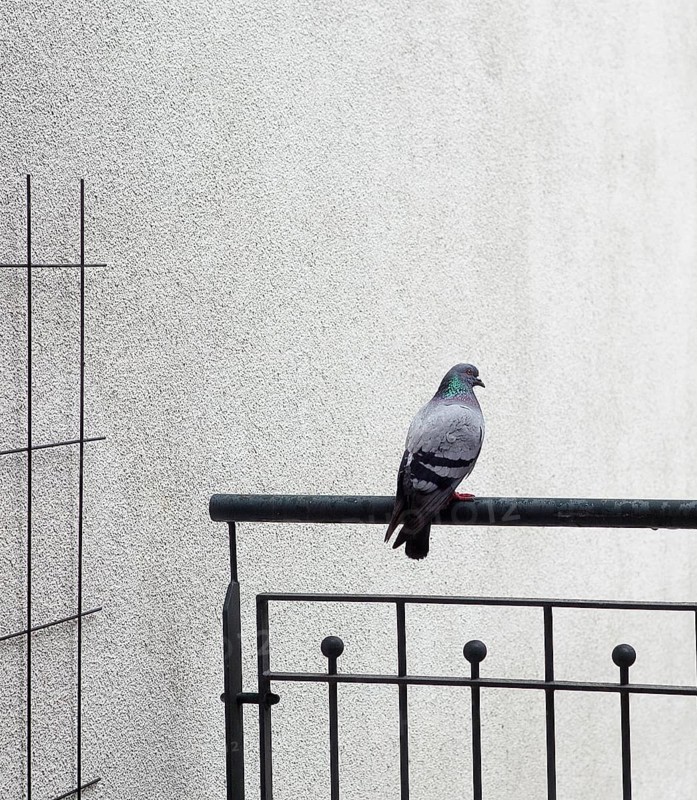 Pigeon sitting on a railing on a balcony in Hamburg, Germany 2016