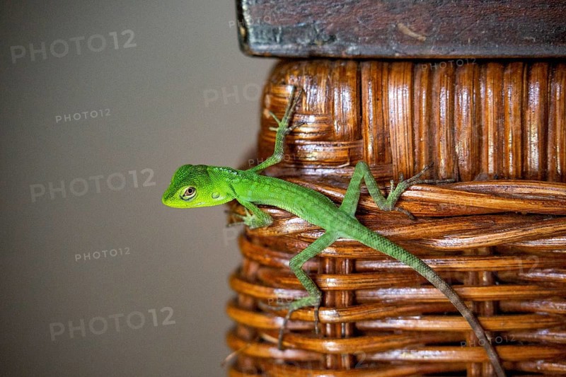 Green lizard as animal visitor on cupboard in living room