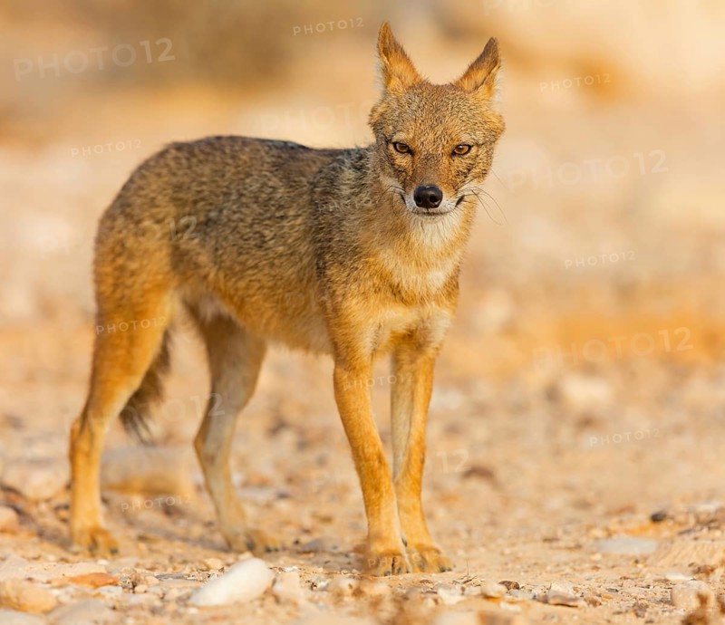 Golden jackal, (Canis aureus), animals, mammals, jackal, related to the wolf, Road to Ezuz, Ezuz, HaDarom, Israel, Asia