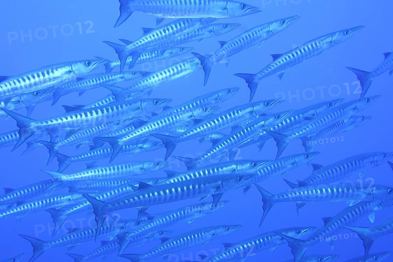Darkfin barracuda (Sphyraena qenie)