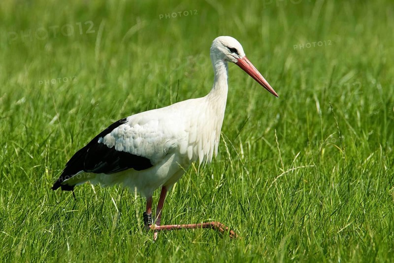 White stork (Ciconia ciconia)