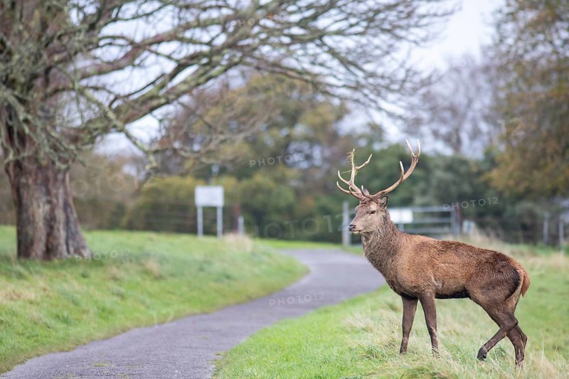 Red deer during the rut in Ireland (Cervus elaphus)