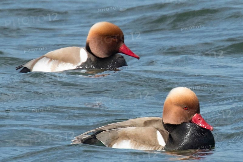 Red-crested pochard (Netta rufina)