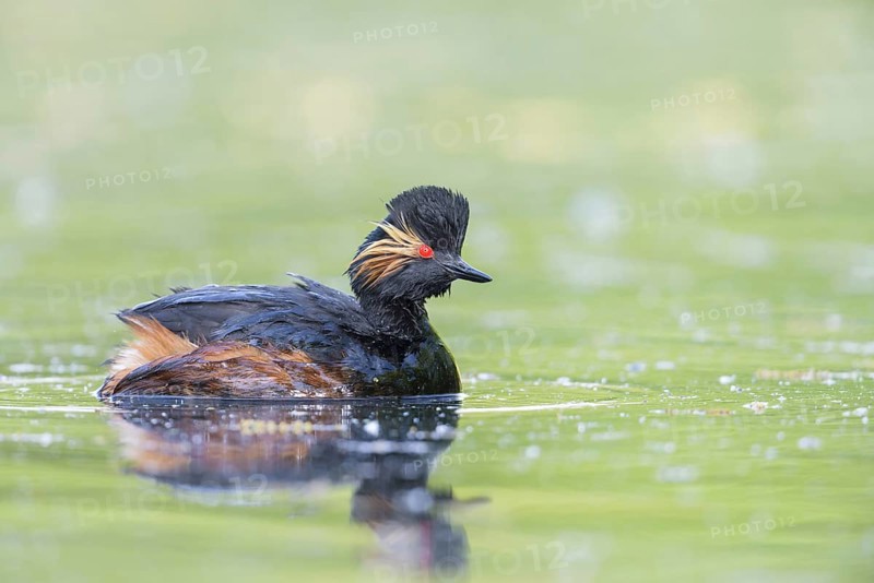 Black-necked Grebe (Podiceps nigricollis)