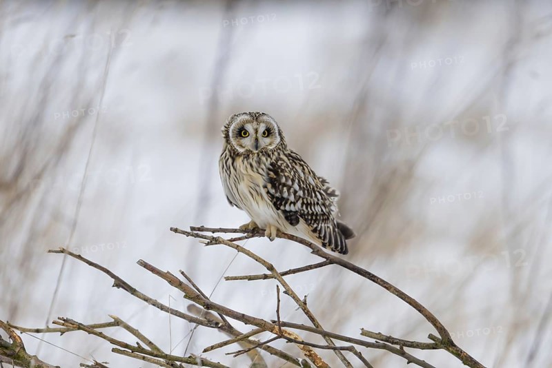 Short-eared owl (Asio flammeus)