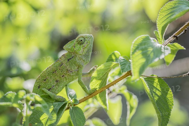 Mediterranean chameleon (Chamaeleo chamaeleon)