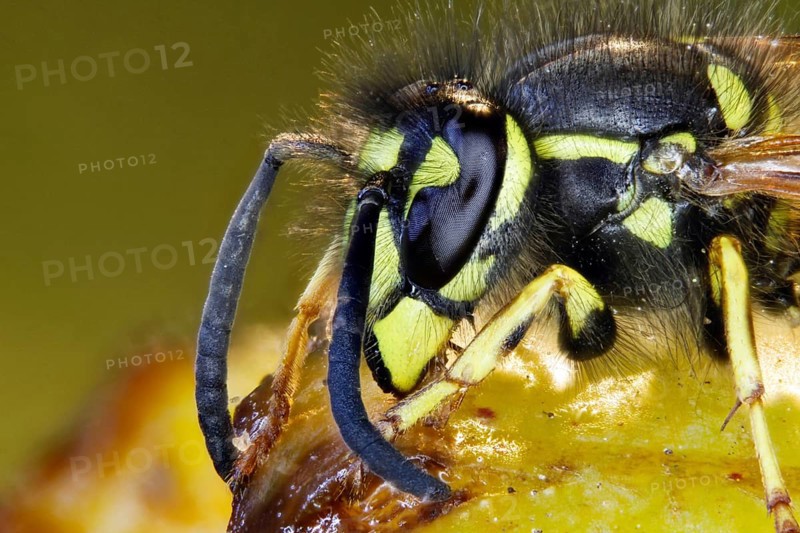 Common wasp on fallen fruit - plums (Vespula vulgaris)