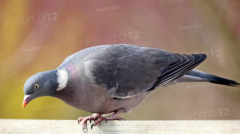 Wood pigeon (Columba palumbus)