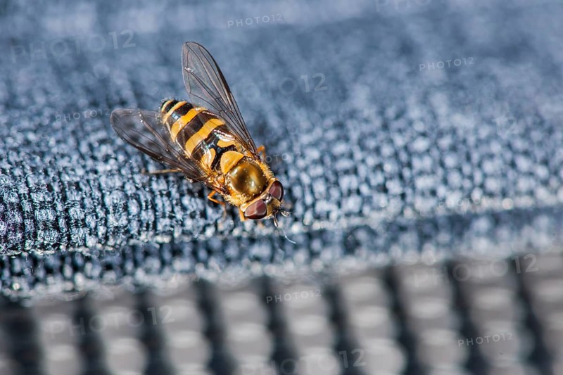 Elevated full length view of a hover fly (lat: Episyrphus balteatus) on a blue fabric covering of a sofa
