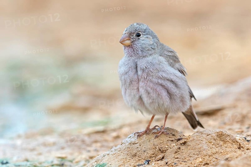 Desert Finch, Finch Family, Finch, Trumpeter Finch, (Rhodopechys githaginea), Roselin githagine, Bouvreuil githagine, Camachuelo Trompetero, Celias Waterhole, Ezuz, HaDarom, Israel, Asia