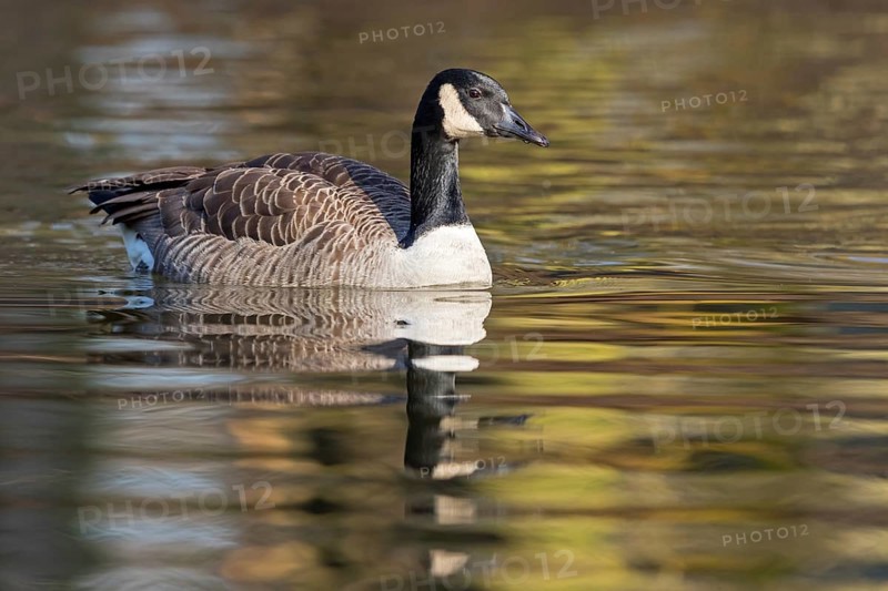 Canada goose, (Branta canadensis), animals, birds, goose, geese, duck family, Luisenpark, Mannheim, Baden-Würrttemberg, Germany, Europe