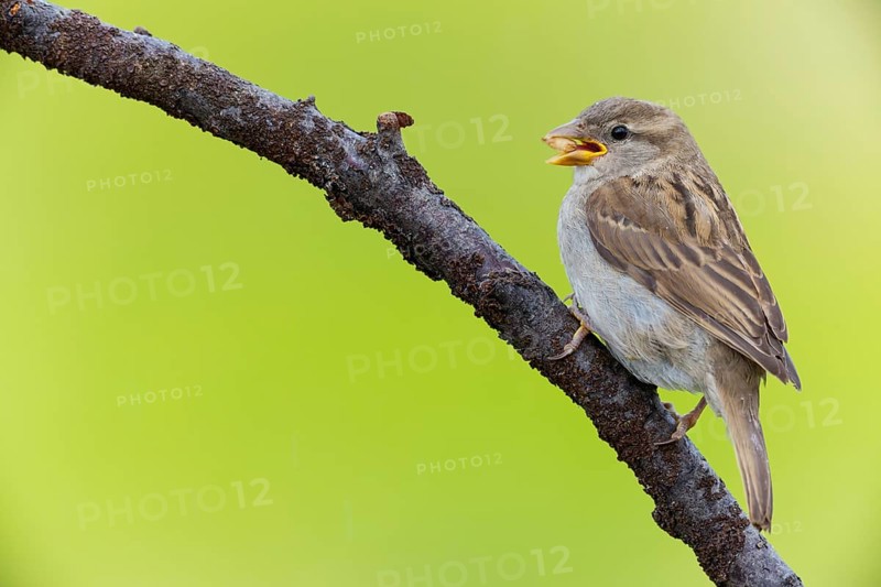 House sparrow, sparrow, house sparrow, (Passer domesticus), animals, birds, songbirds, sparrow family, Varanger Bird Park, Finnmark, Norway, Europe