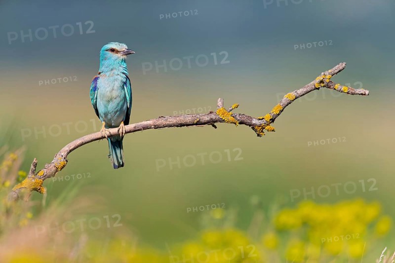 Roller, Almond Crow, (Coracias garrulus), animals, birds, raptors, raptor family, perch, biotope, habitat, Muselievo, Muselievo, Pleven, Bulgaria, Europe