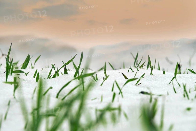 Farming in the North. Frost-resistant winter wheat under the first snow. A short winter day with clouds that are illuminated by the low sun. Close-up, low camera position