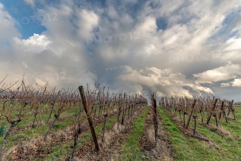 Landscape of the vineyard in rainy weather in late autumn. Wine route in Alsace. France